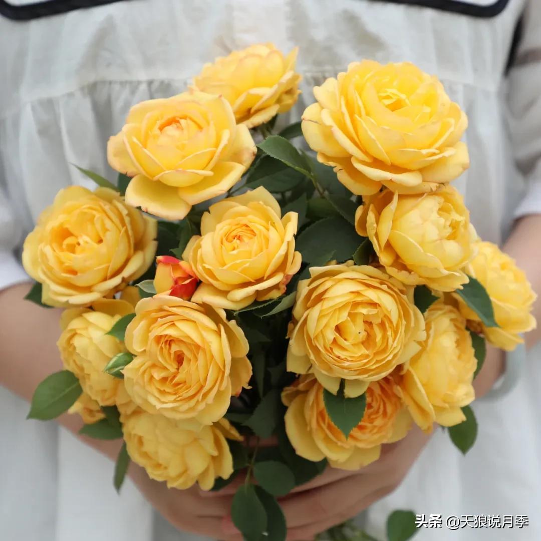 不容易，天狼自育终于打折了！空蒙只要50不到！