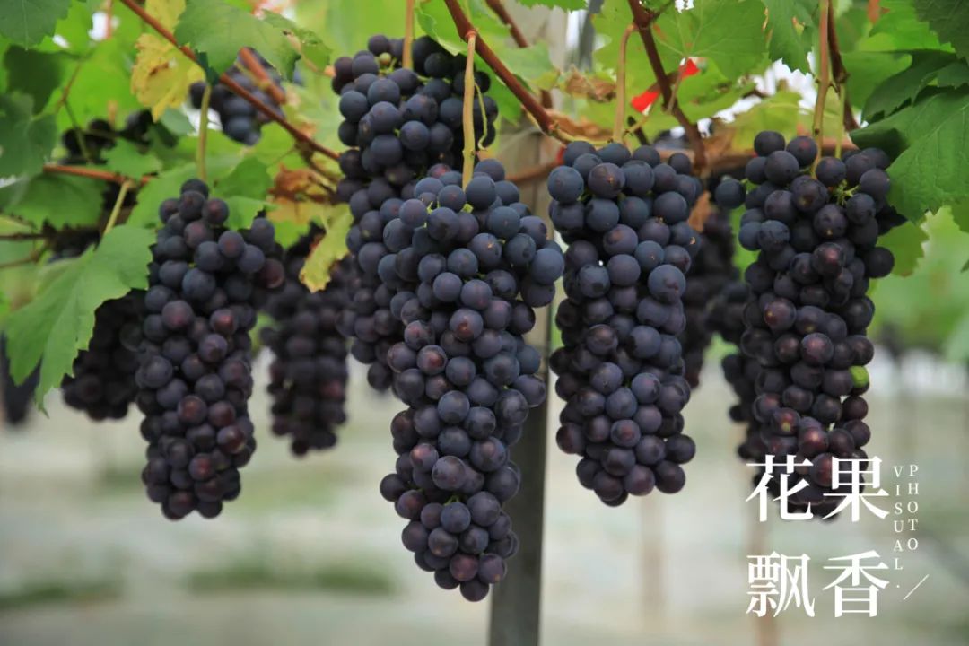 红的发黑的葡萄叫什么,25个早熟新品种葡萄解析