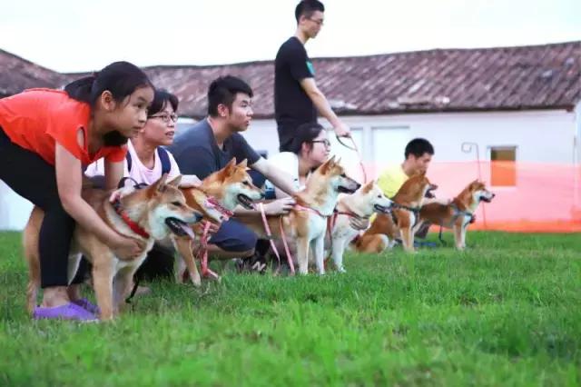 什么地方适合带猫狗玩耍,北京铲屎官可以带狗玩的地方