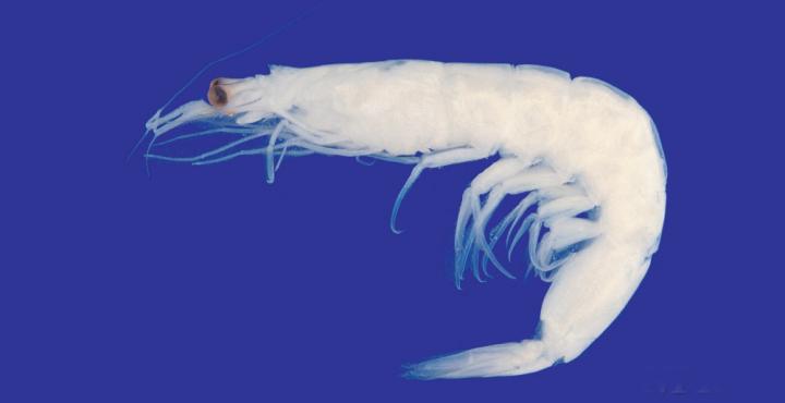 罗氏虾怎么辨别公母,罗氏虾怎么分辨好坏