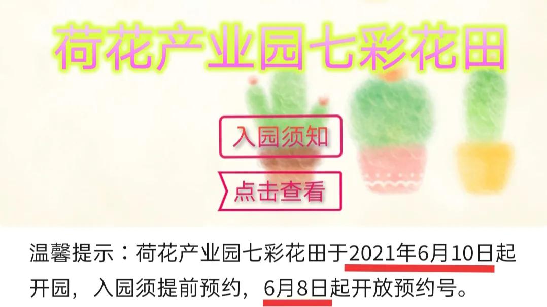 荷花产业园桥头七彩花田花开了吗,桥头荷花产业园七彩花田购票