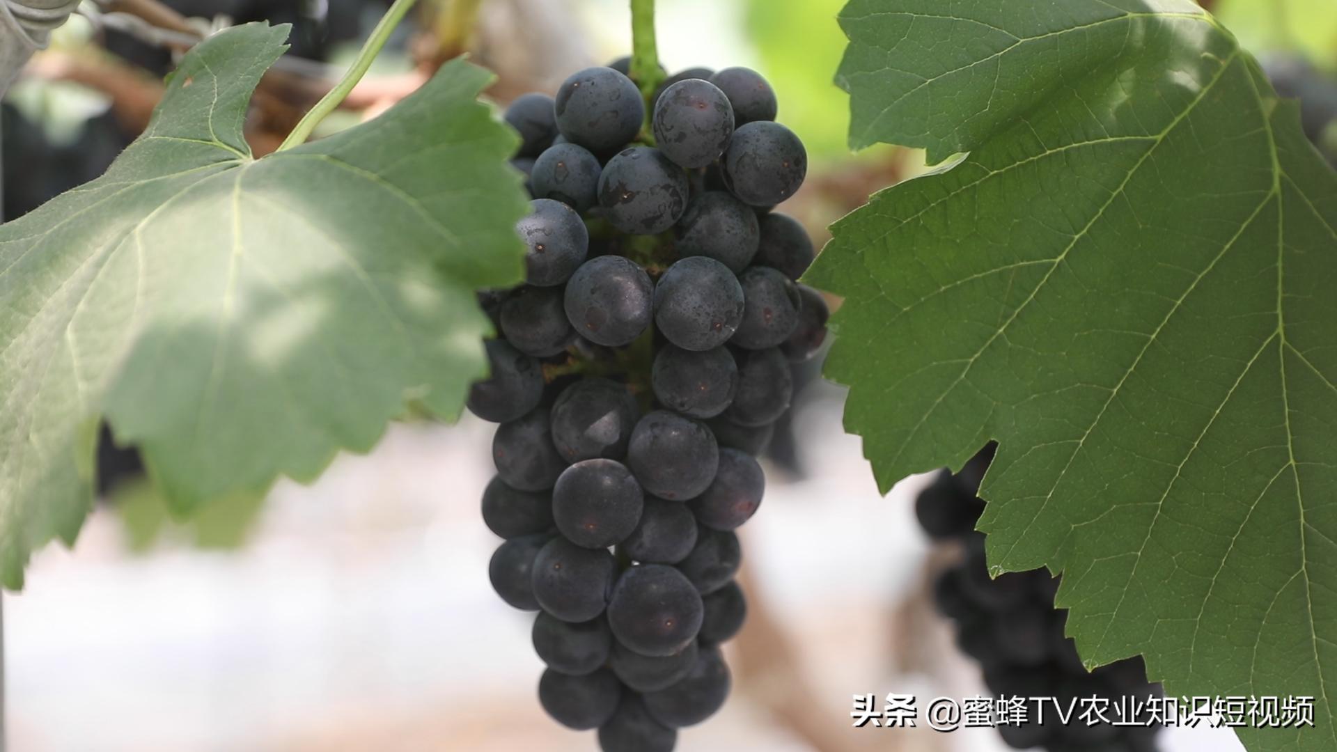 作物转色增甜期,如何管理才能着色均匀,果实甜,卖出好价钱?