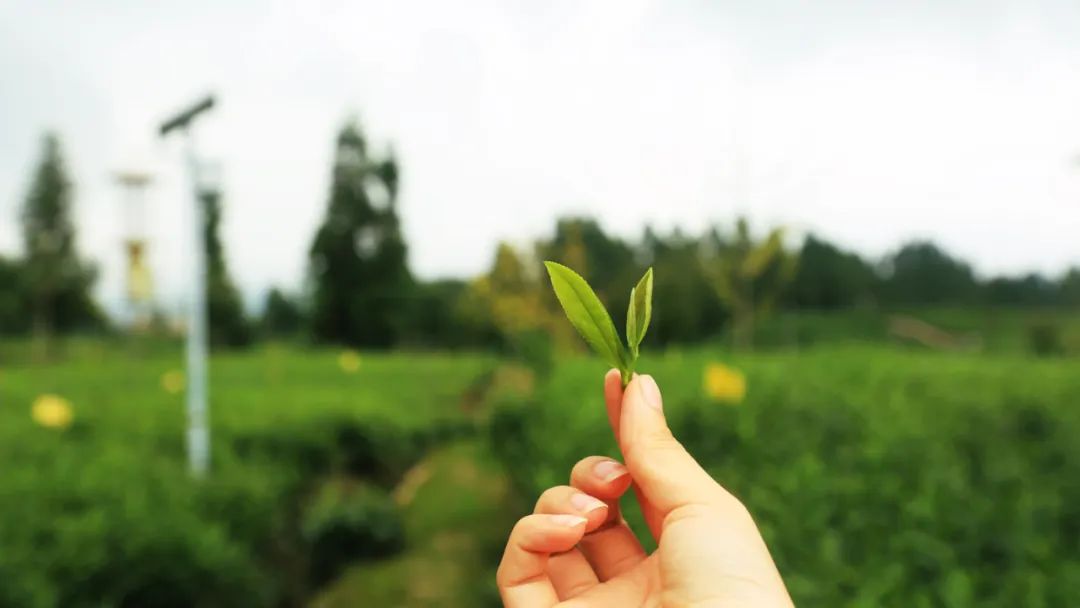 四川绝美风景酒店,四川旅游十大必去酒店推荐