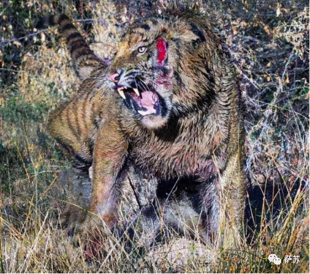 一把炒面一把雪是什么电视剧,一把炒面一把雪顺口溜