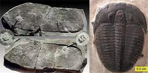 猿猴是史前人类进化的产物,达尔文进化论为什么是猿猴变的