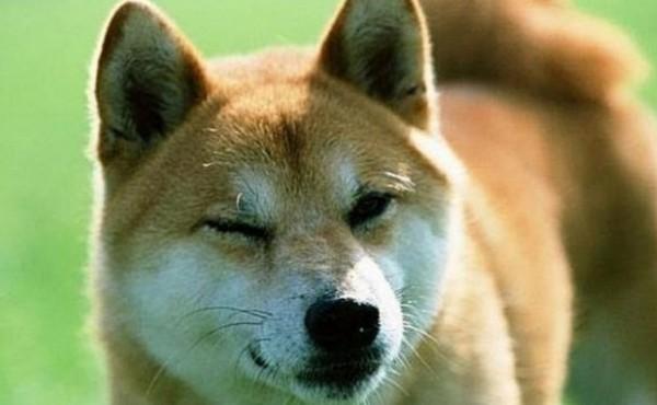 45种常见狗狗认几种主人,45种常见狗狗拉布拉多图片