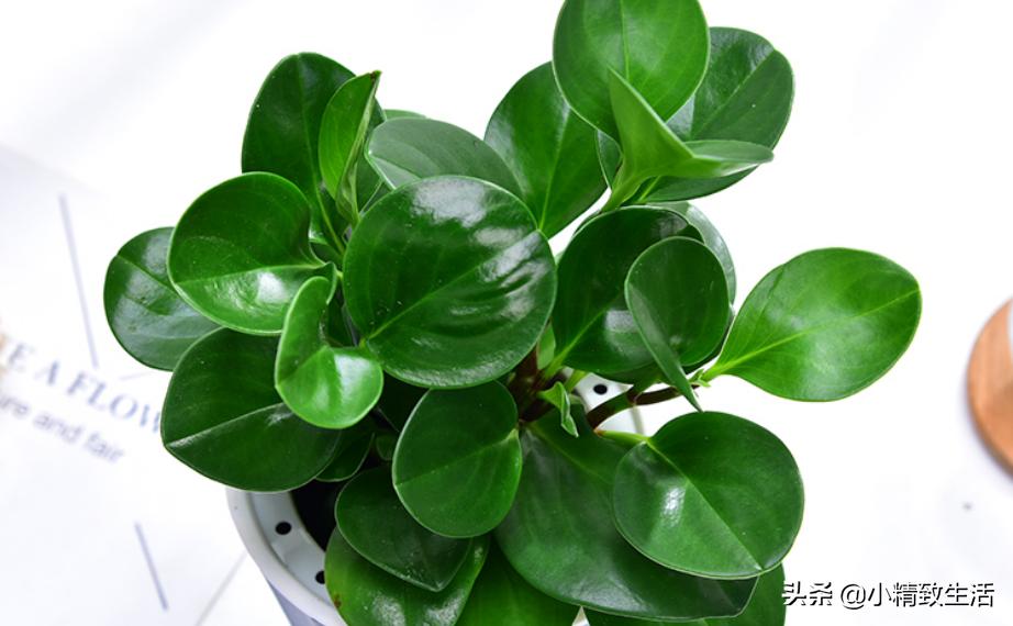 “电脑宝贝”豆瓣绿,长得五大三粗忒难看,学会4招,变回萌宝贝