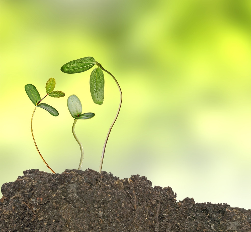 二下《*小平邓**爷爷植树》,快带孩子掌握好这一课的知识点