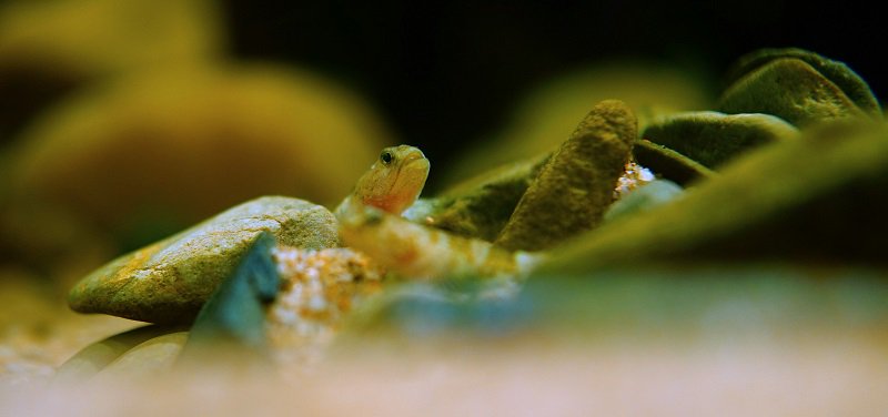 南美水族论坛推荐,南美水草造景论坛