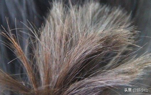 头皮油发尾干用什么洗发水,头皮油发尾是什么发质