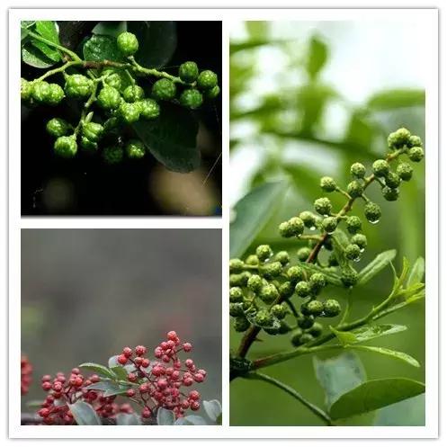 花椒、麻椒、藤椒有啥区别,在烹饪中如何与食材搭配才能最美味?