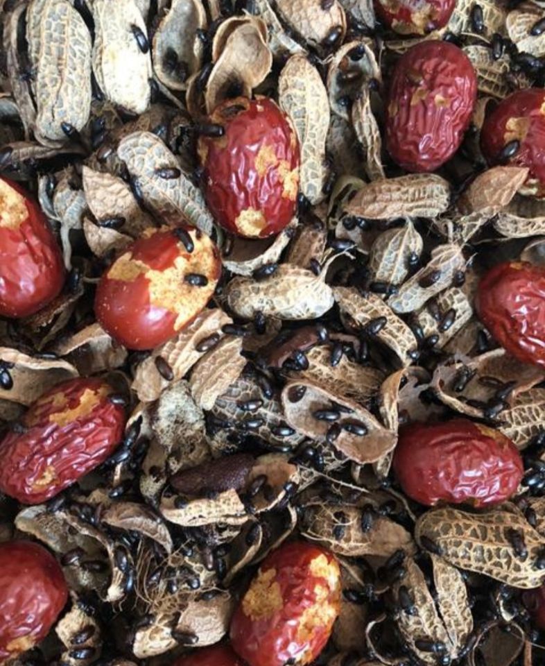 为什么公猪不爱吃食,公猪性情弱怎么治