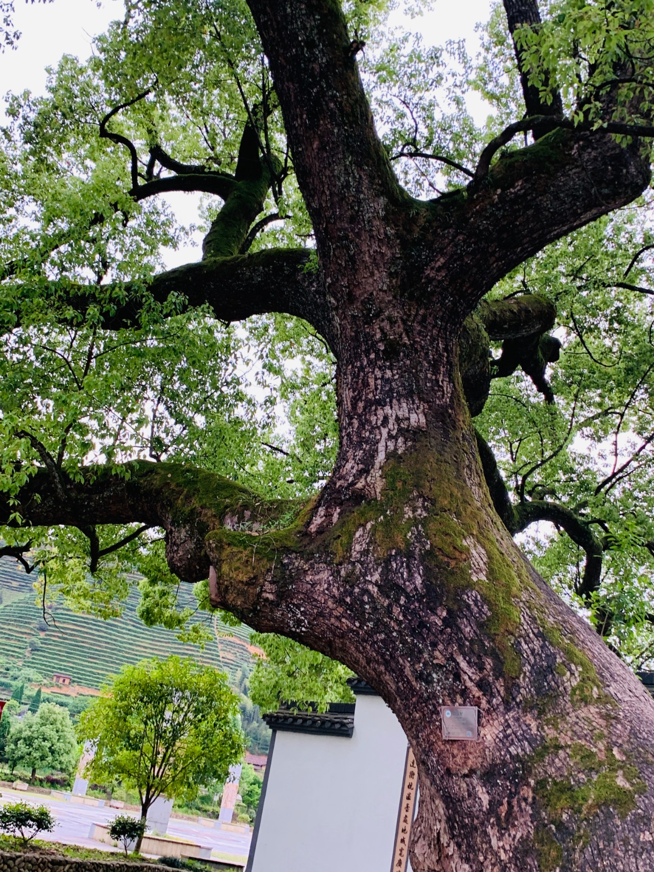 遂昌仙峡湖网红绿道在哪里,遂昌仙峡湖