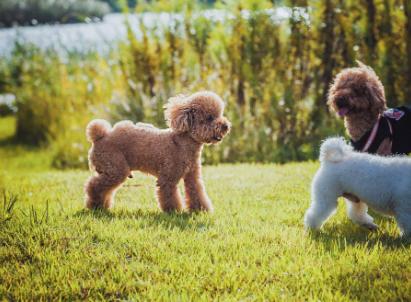 泰迪狗爱你会怎么表现,泰迪犬一直卧在你身边是为什么