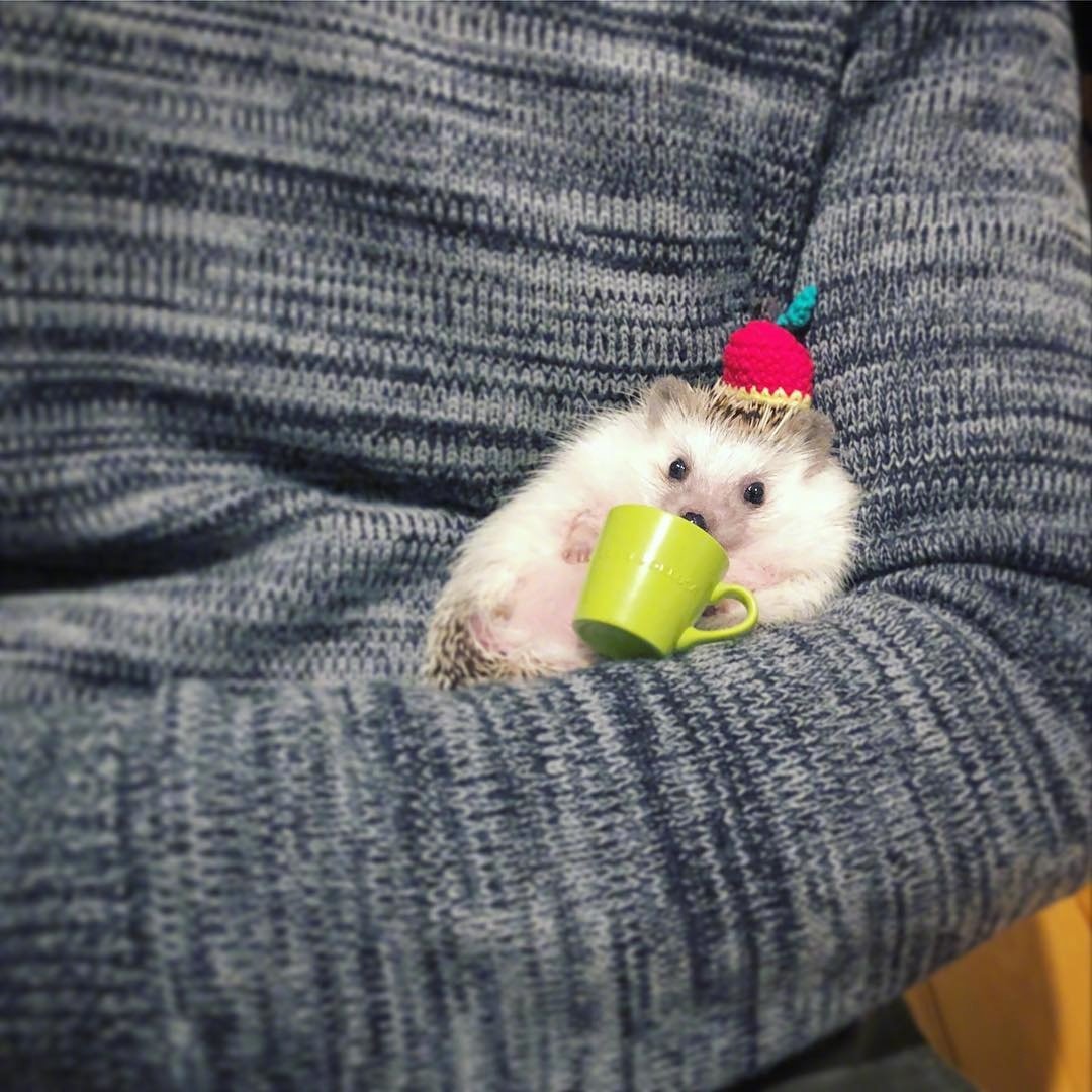 呆萌刺猬图片头像,刺猬可爱图片头像