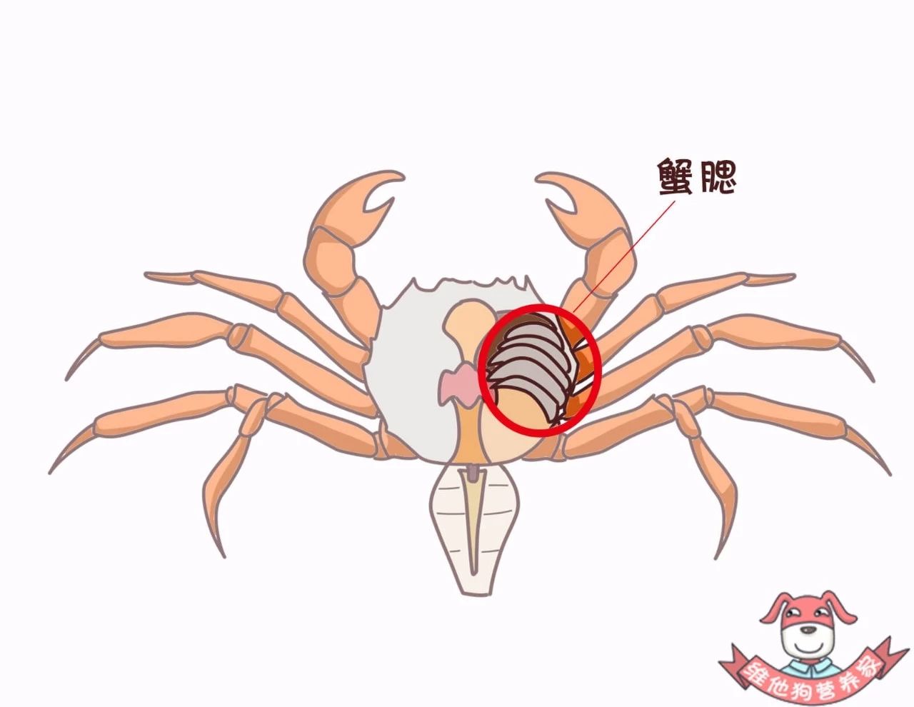 蟹黄蟹膏是什么蟹,河蟹蟹黄蟹膏是什么样的