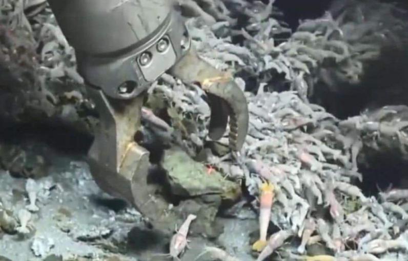 这只煮不熟的虾,生猛高能,竟难倒一众神厨