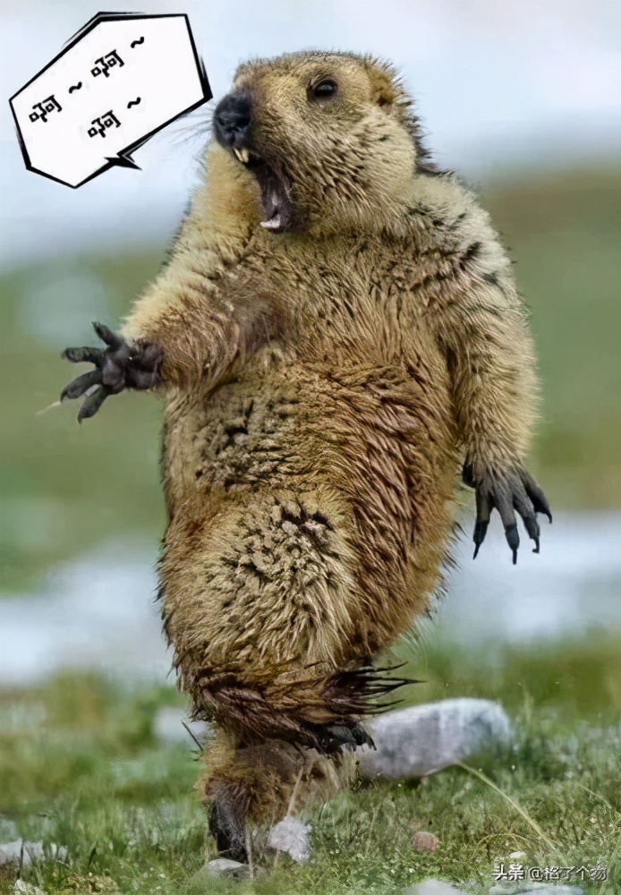 世上最长寿的动植物,古老有寓意的动植物