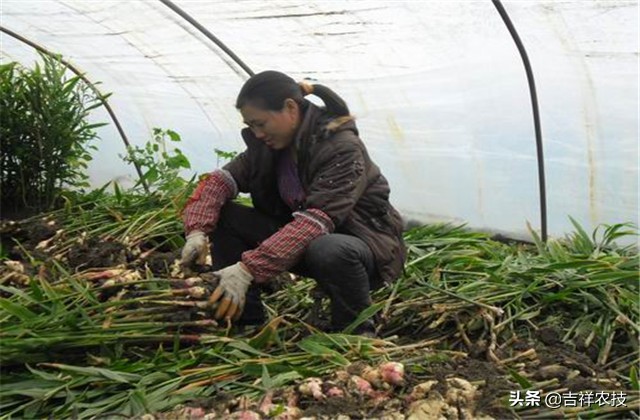 生姜种植技术及病虫害用药,生姜种植技术病虫害