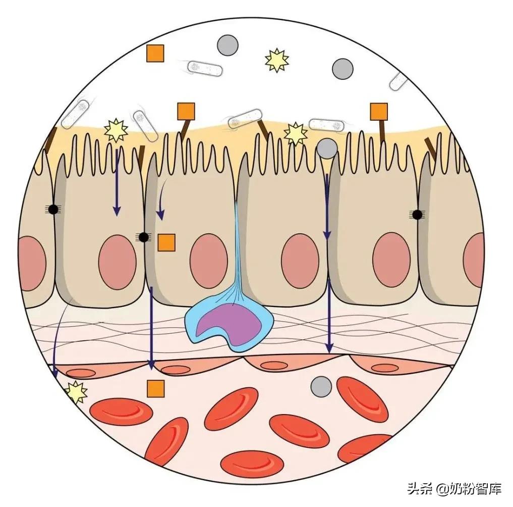 优博瑞慕和启赋蓝钻哪个好,优博瑞慕和启赋蓝钻哪个奶粉好