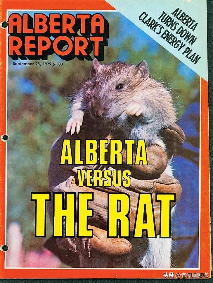 加拿大哪个城市老鼠最多,加拿大没有老鼠的地方