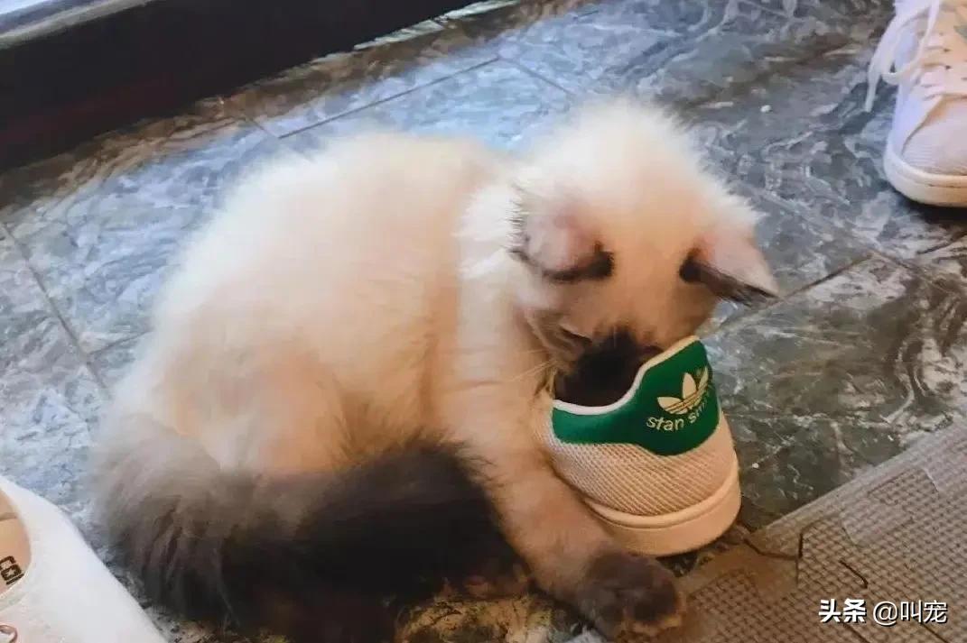 人的脚气会传染猫癣吗,脚气对猫的危害