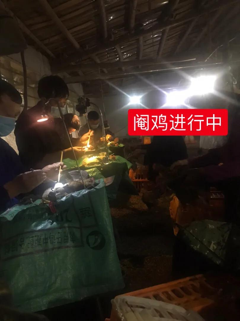 阉鸡和没有阉的鸡有啥区别,阉鸡怎么阉的步骤