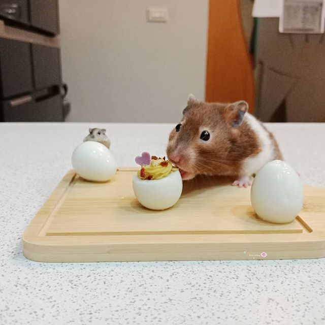 仓鼠幼鼠需要吃什么粮食,仓鼠颊囊炎期间怎么喂食