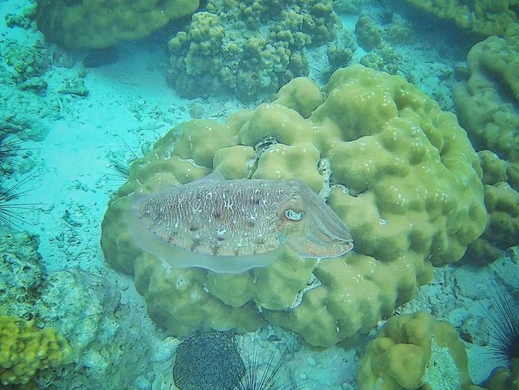 旅游去马尔代夫哪个岛好,没有时间去海边玩