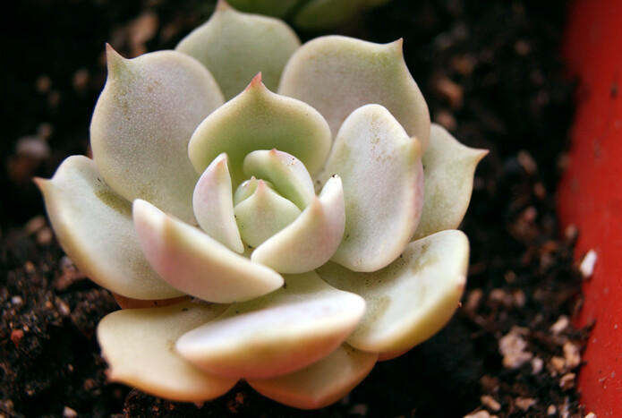 自带颜色又好养的多肉,和月亮仙子多肉相像的品种