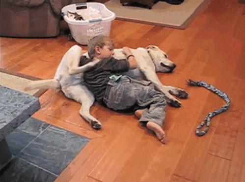 孕早期能接触狗狗吗,怀孕一定要远离狗狗吗