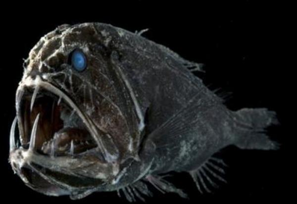 史上五大恐怖深海生物,海洋十大恐怖鱼