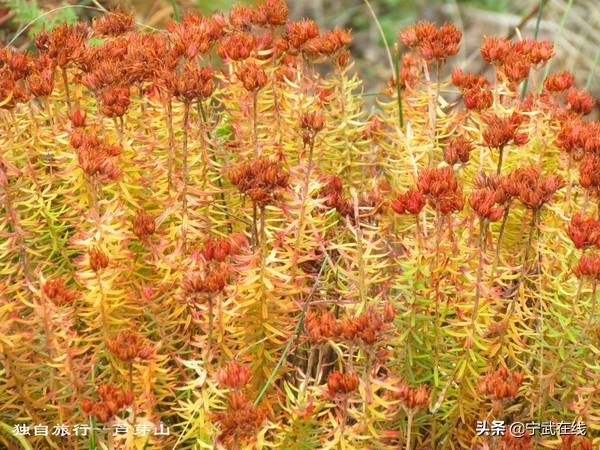 宁武芦芽山悬崖栈道,太原出发芦芽山马仑草原自驾路线