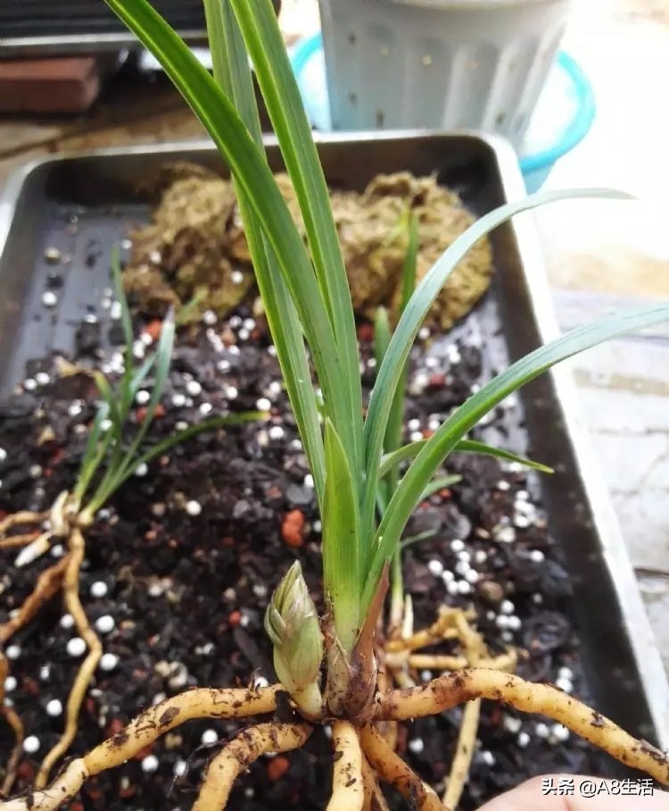 春兰姜氏荷兰名品欣赏,姜氏荷兰花春兰