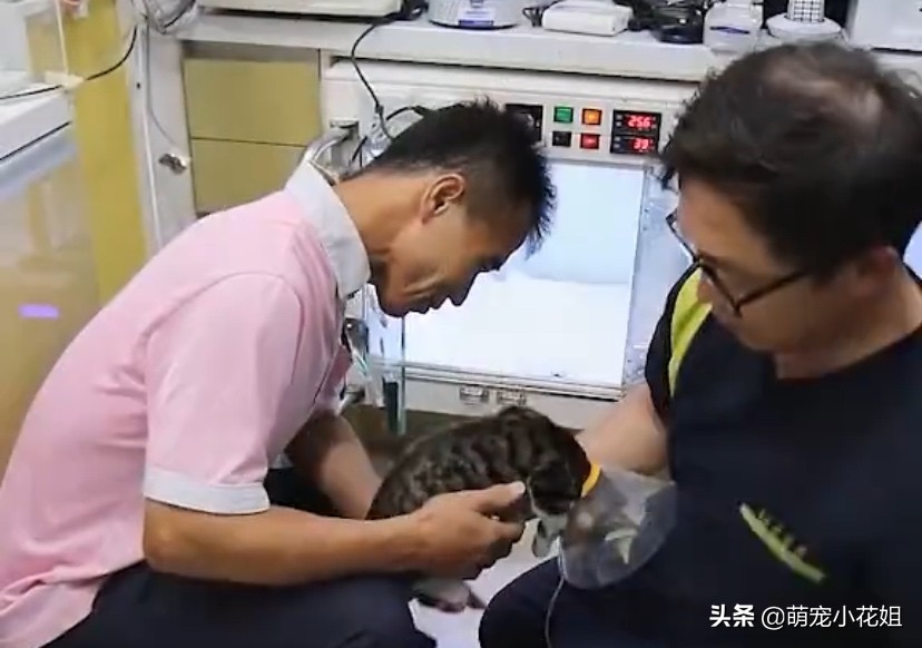 田园猫自愈能力多强,田园猫生存能力强的原因