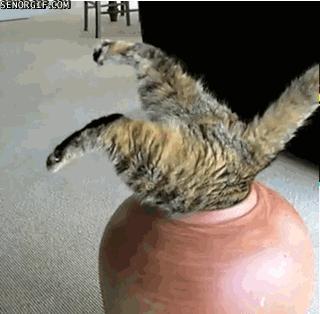 猫扭臀部,猫为什么扭屁股