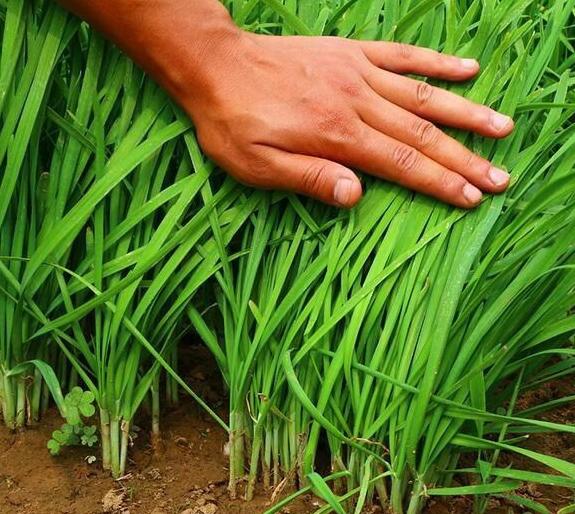 贴着“老年人勿进”标语的钱大妈，道德缺斤短两，业务多病缠身