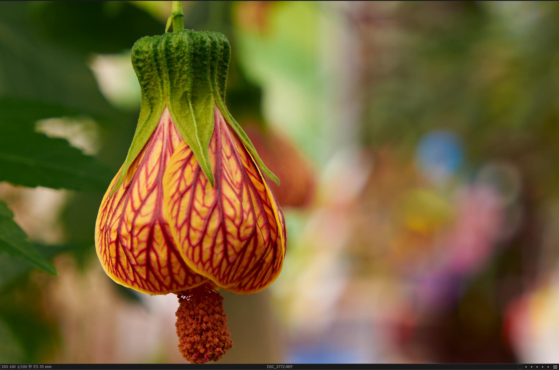 冷门照相机,冷门相机经典镜头
