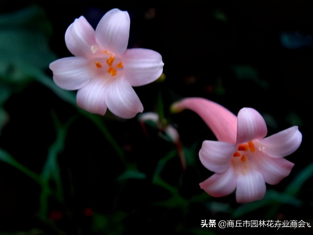 成为网红后有哪些变现方法,成为网红月入百万窍门