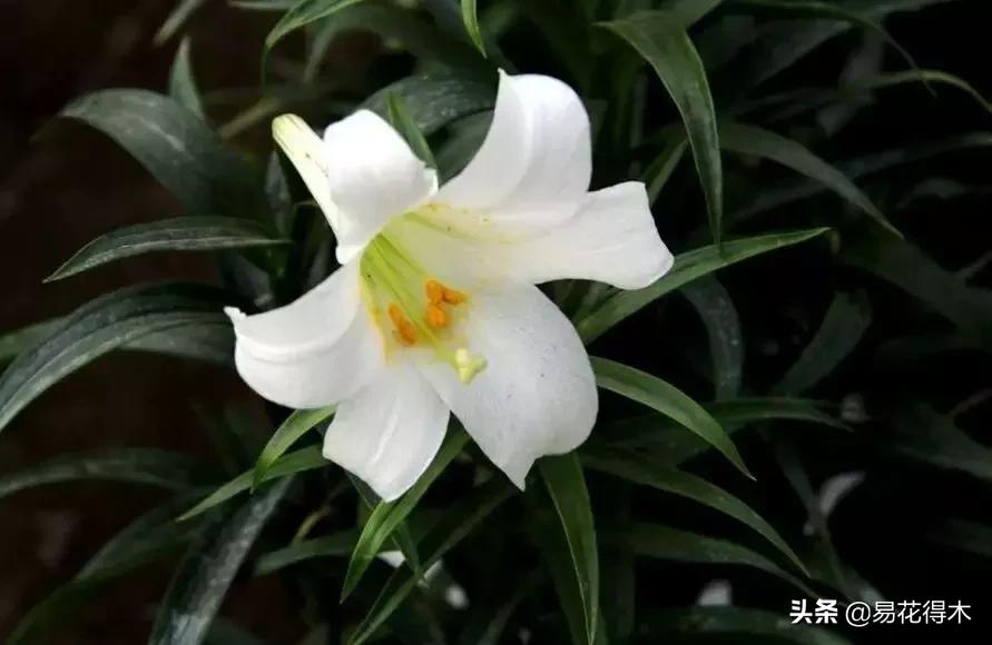 百合花开花后怎么留种球,百合花开花后晒太阳吗