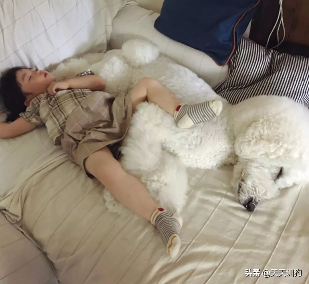 谁说怀孕要送走狗狗？如今狗狗成了孩子专属保镖啦