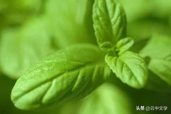 花语大全100种花图片,100种花的花语太全了