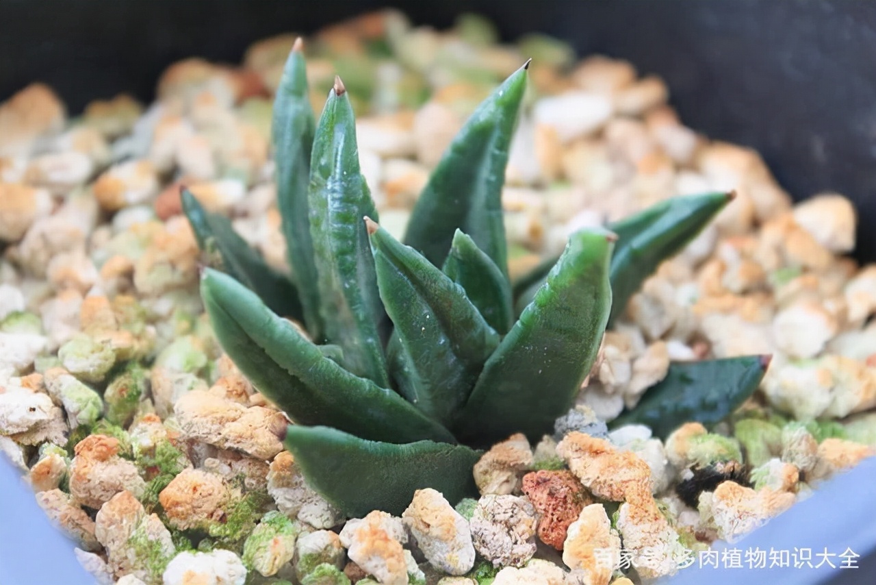 多肉条纹十二卷的养护方法,条纹十二卷多肉如何快速爆盆