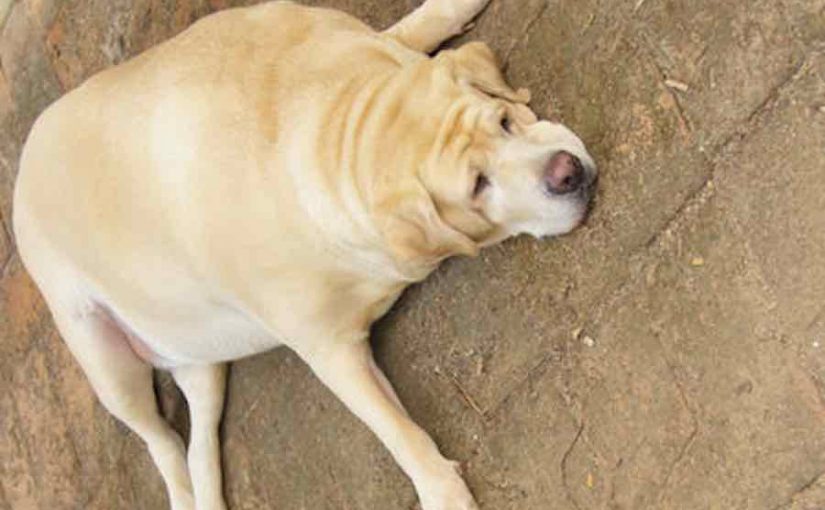 老年狗身上脂肪瘤怎么处理,狗狗恶性脂肪瘤的最佳治疗方法