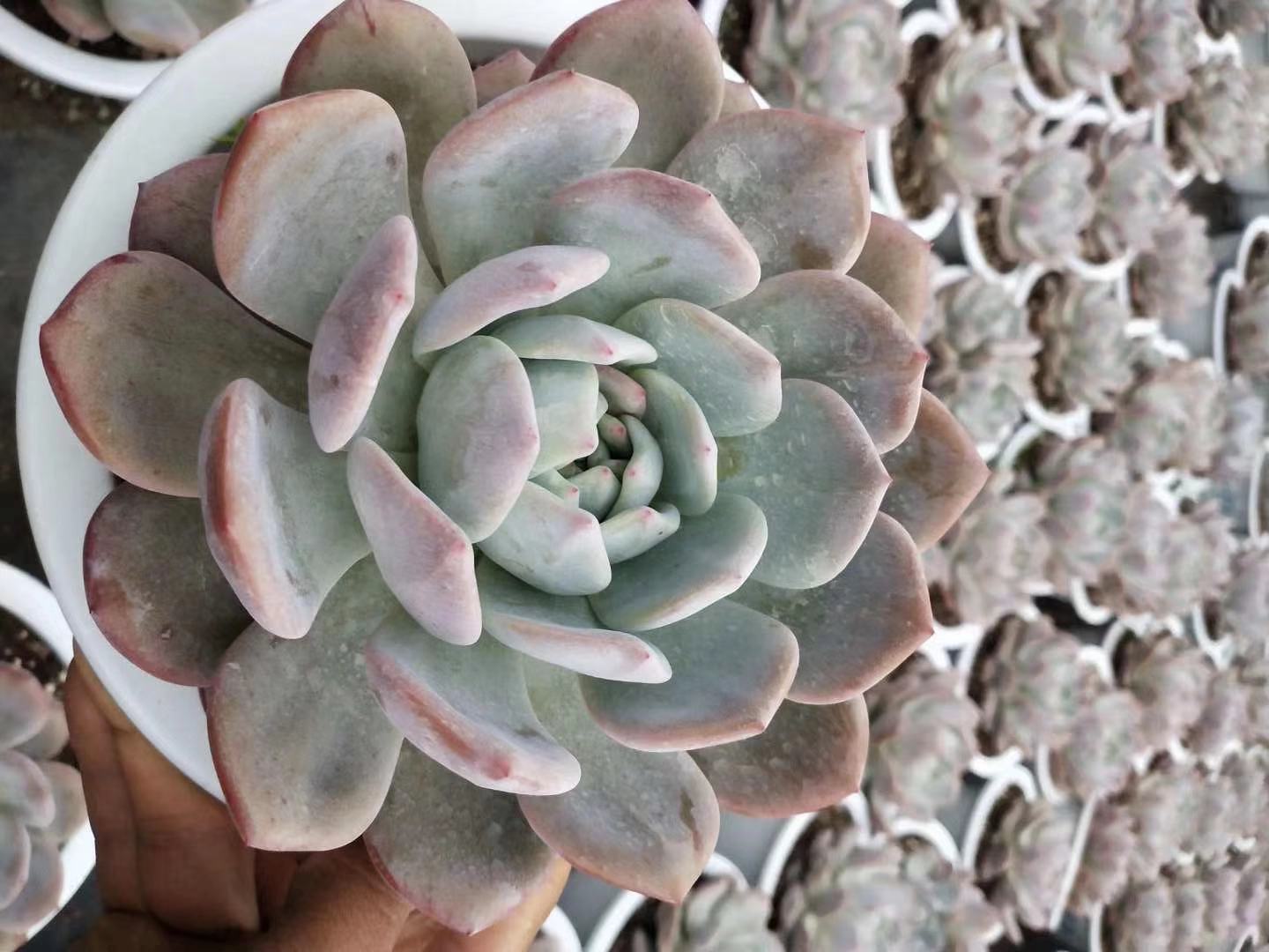 橙梦露怎么养容易出颜色,橙梦露一般怎么养护