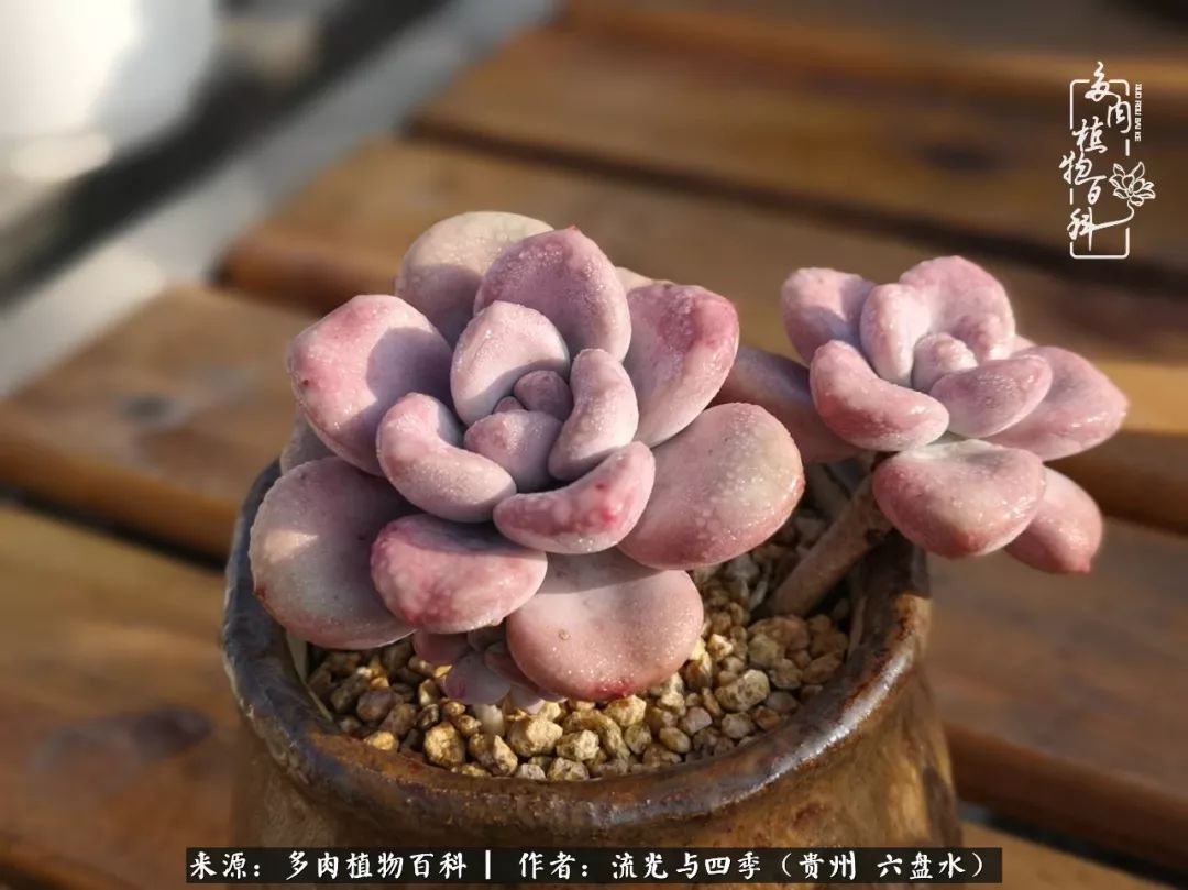 养多肉这几点新手必要知道,在养多肉的路上越走越远