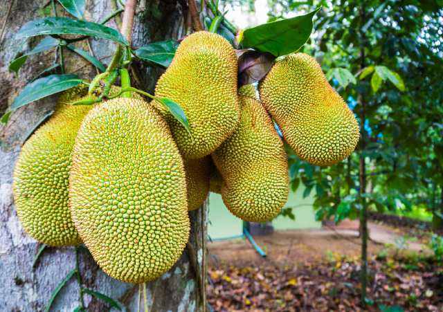 菠萝蜜怎么种植需要什么条件,菠萝蜜种植技术和适应种植的地方