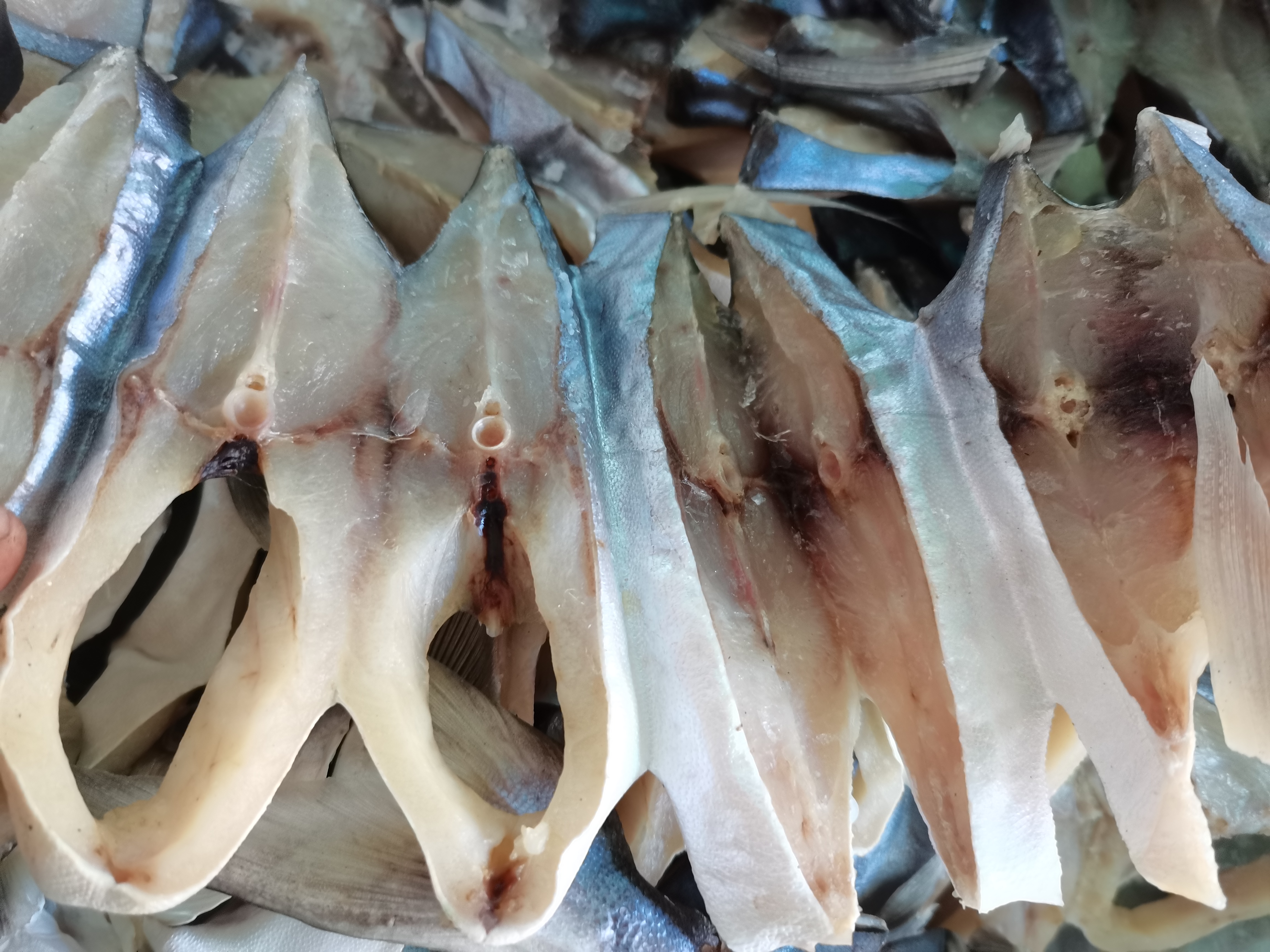 阿智为钓到爱吃的金鲳鱼，凌晨跑出外海，渔获晒满房前屋后