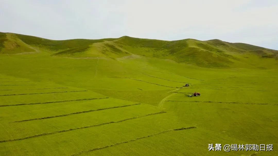 草原上的庄稼地,草原上的牧草怎么收割视频