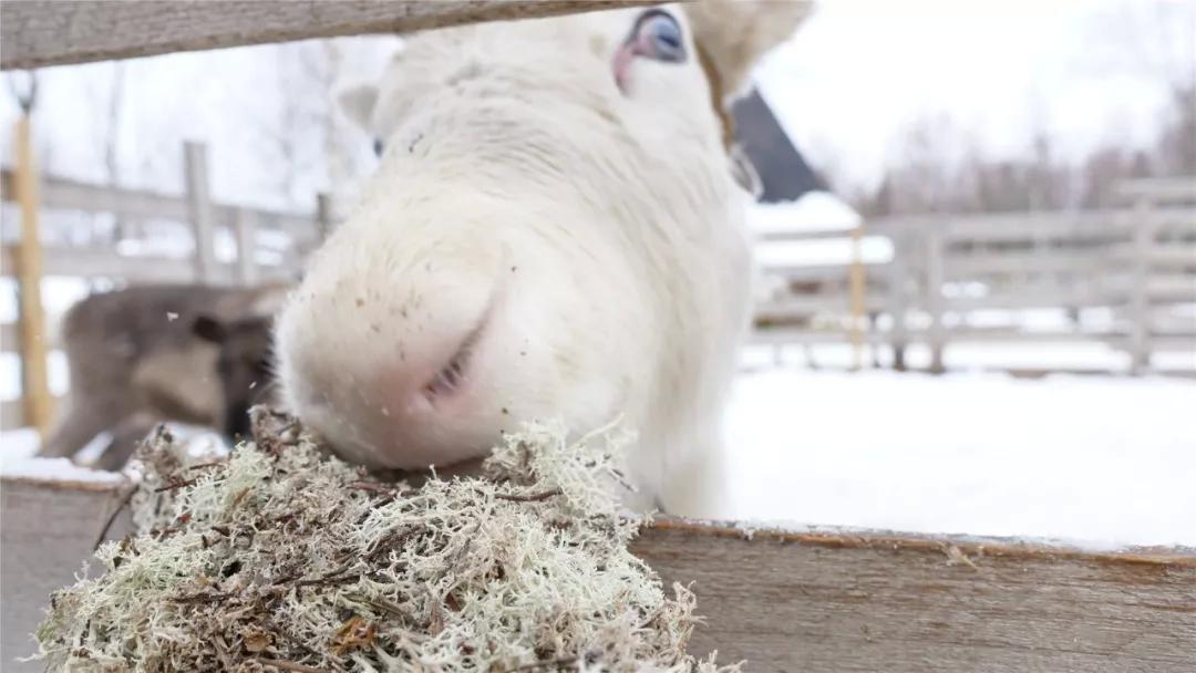 萨米人的历史,欧洲最后的土著